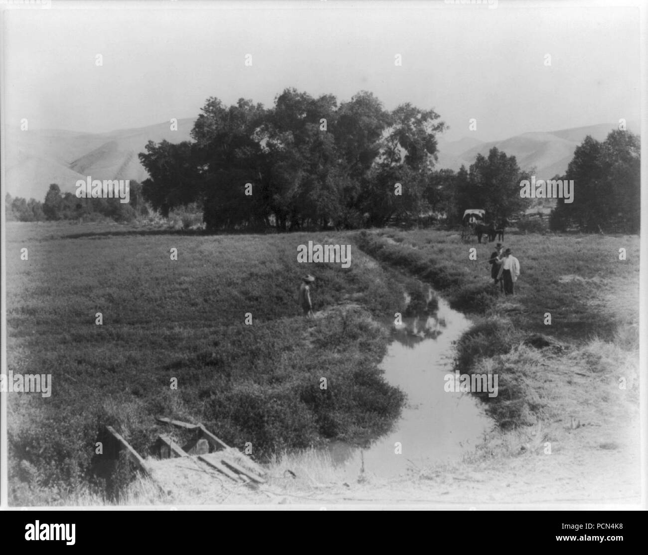Alfalfa field on Kern river, Rio Bravo ranch. Kern County, Cal Stock