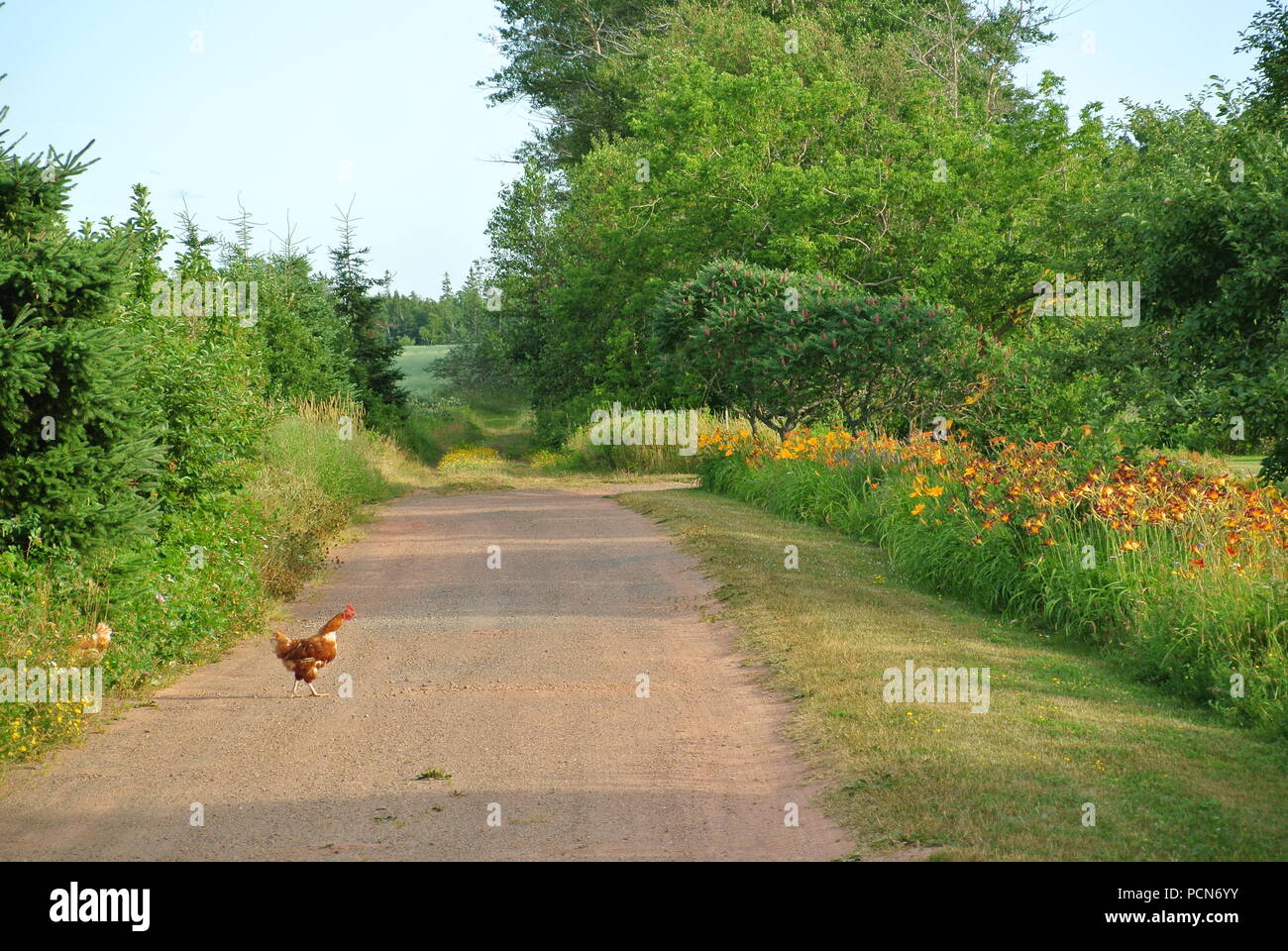 A chicken crossing a road with a colorful background and flowers on a sunny day in summer on Prince Edward Island. Stock Photo