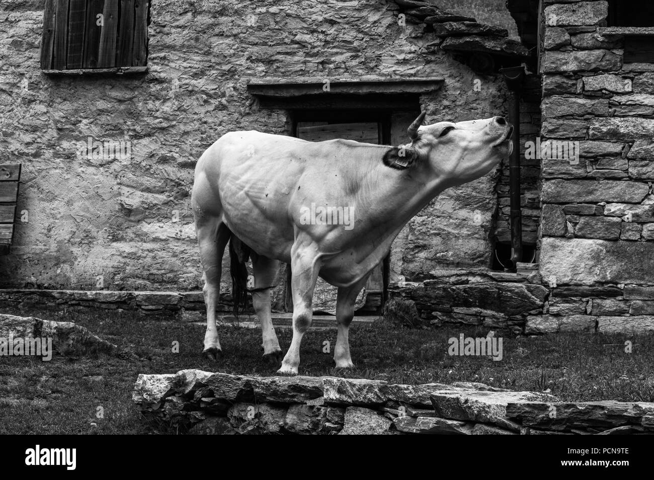 Cow in Mountain, Piedmont, Italy. Una mucca su di un alpeggio, Piemonte, Italia. Stock Photo