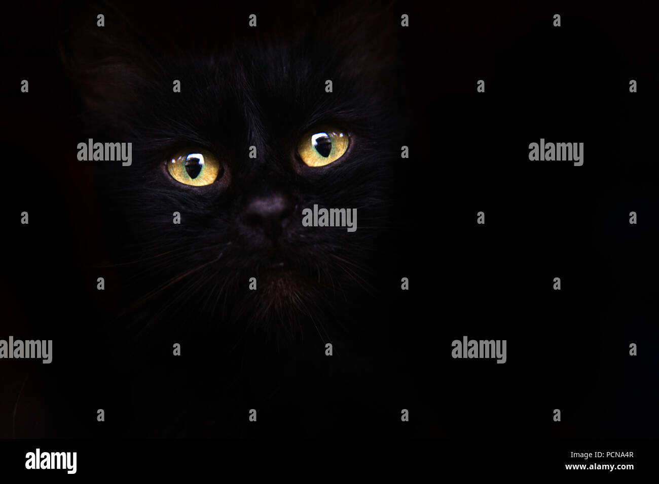 portrait of a black cat Stock Photo Alamy