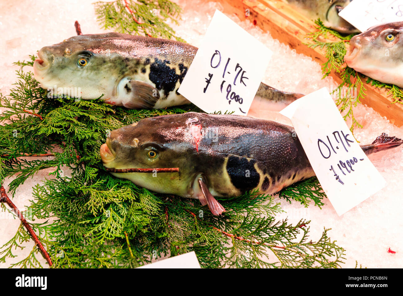 Kuromon Ichiba, Osaka's kitchen food market. Two Puffer fish, fugu, on bed of ice with price labels ready for sale. Stock Photo