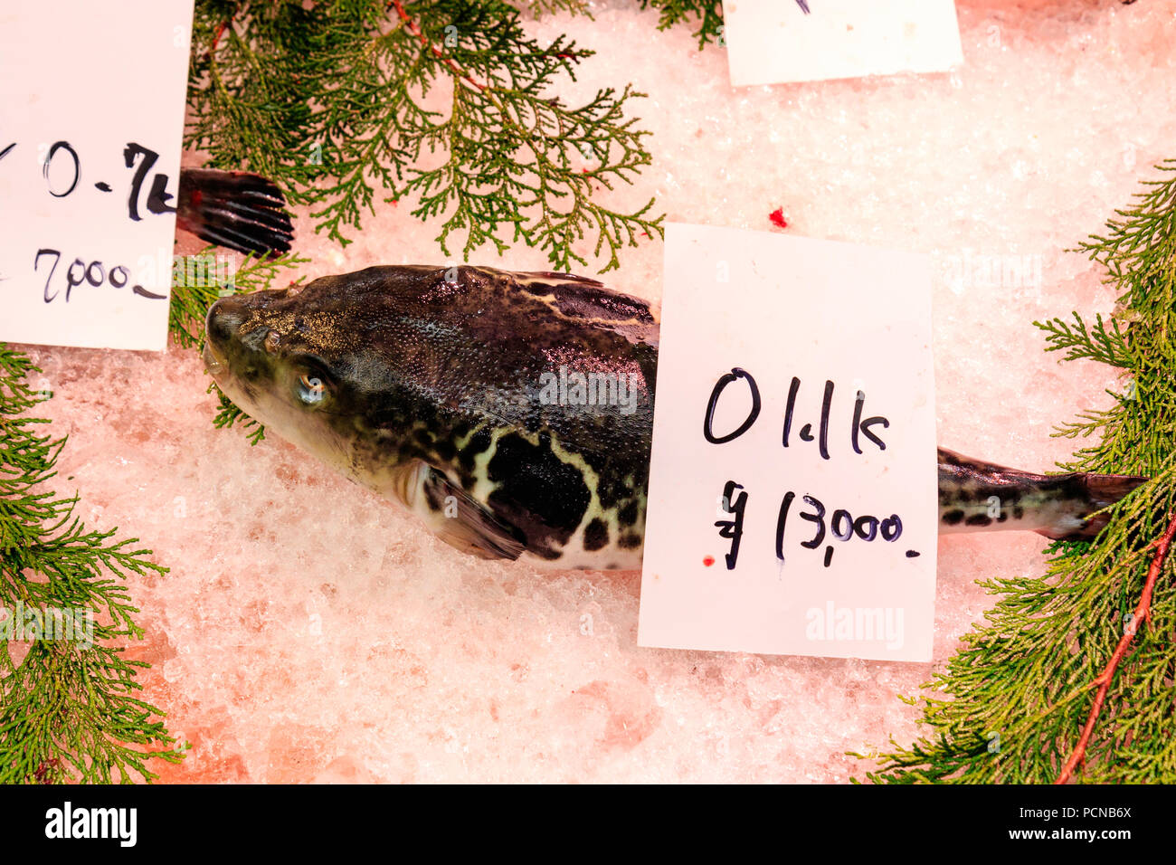 Kuromon Ichiba, Osaka's kitchen food market. Puffer fish, fugu, on bed of ice with price label ready for sale. Stock Photo