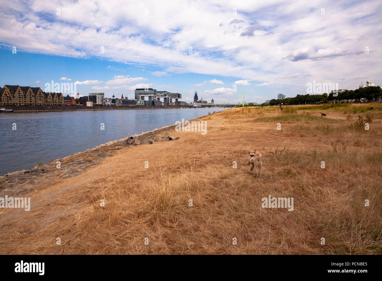 low water of the river Rhine, July 31, 2018, dried up meadows on the river Rhine, view to the Rheinau harbor and the cathedral, Cologne, Germany.  Nie Stock Photo