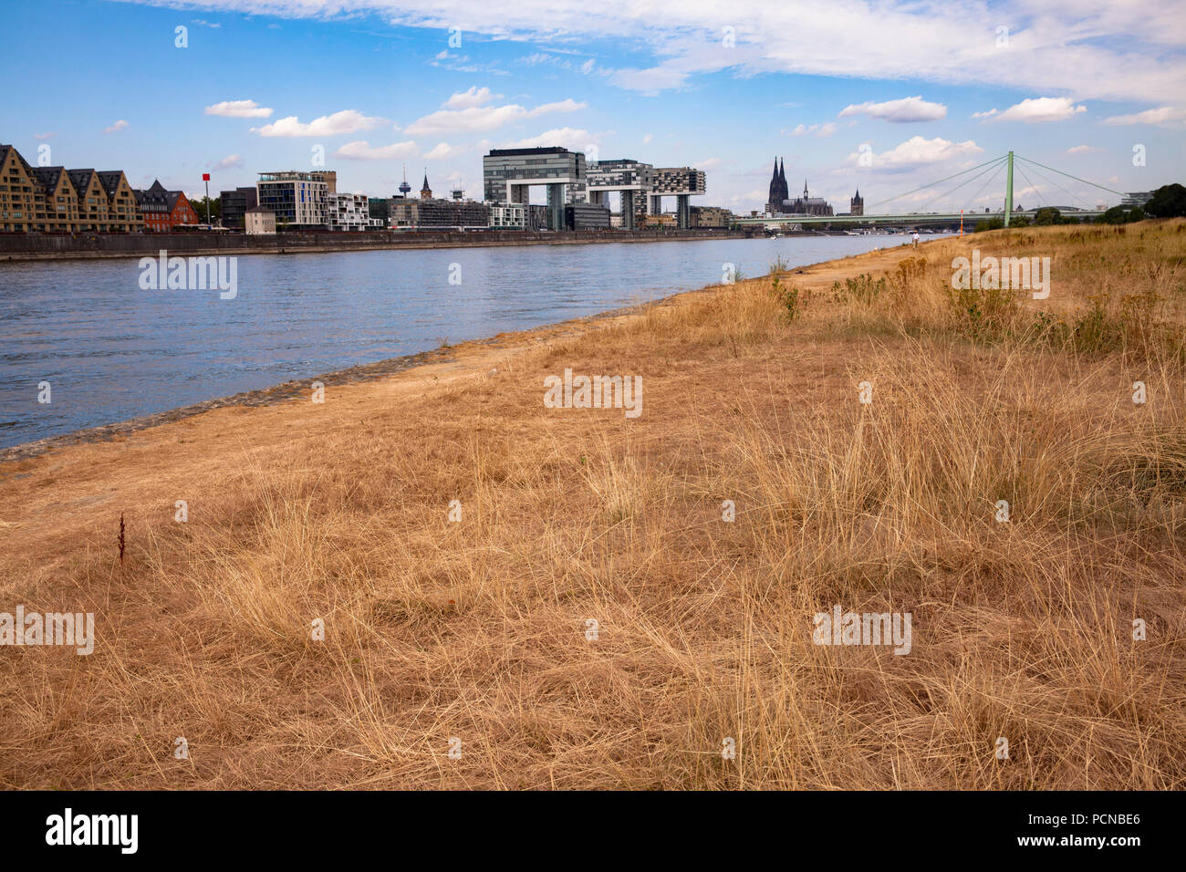 low water of the river Rhine, July 31, 2018, dried up meadows on the river Rhine, view to the Rheinau harbor and the cathedral, Cologne, Germany.  Nie Stock Photo
