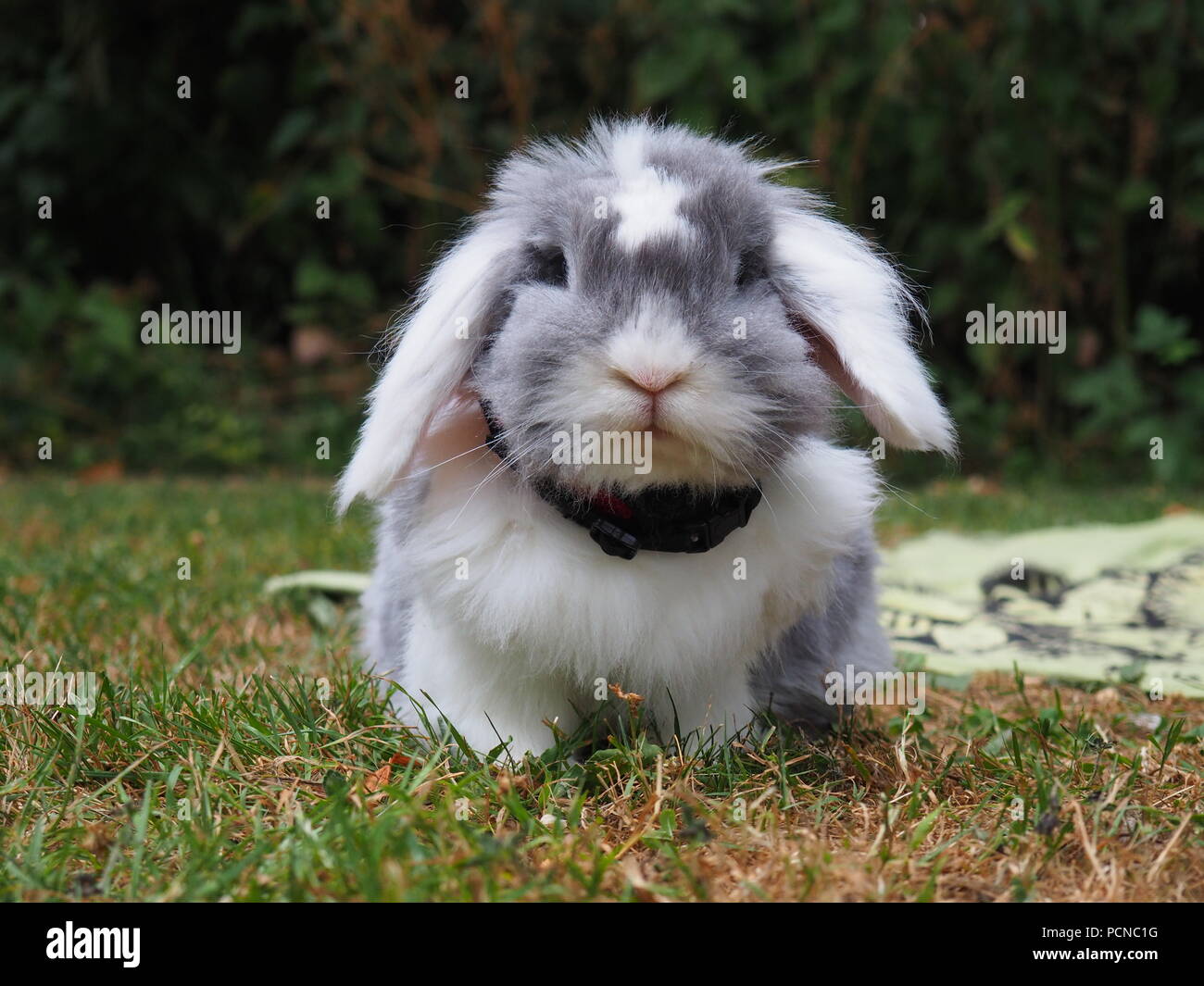 Dwarf rabbit nature hi-res stock photography and images - Alamy