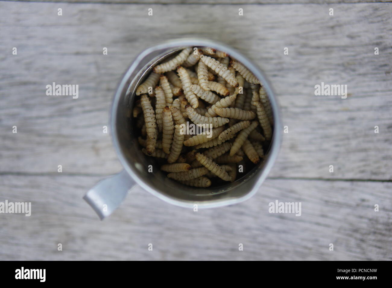 Frozen Wax Moth Larvae in a measuring cup Stock Photo