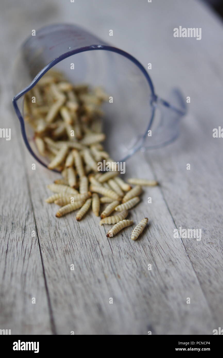 Frozen Wax Moth Larvae in a measuring cup Stock Photo