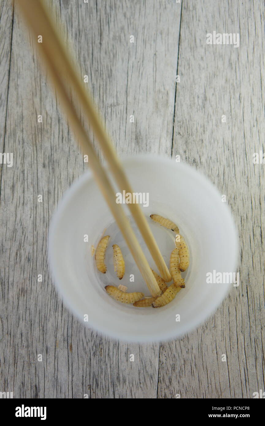 Frozen wax moth larvae with chopsticks in a cup Stock Photo