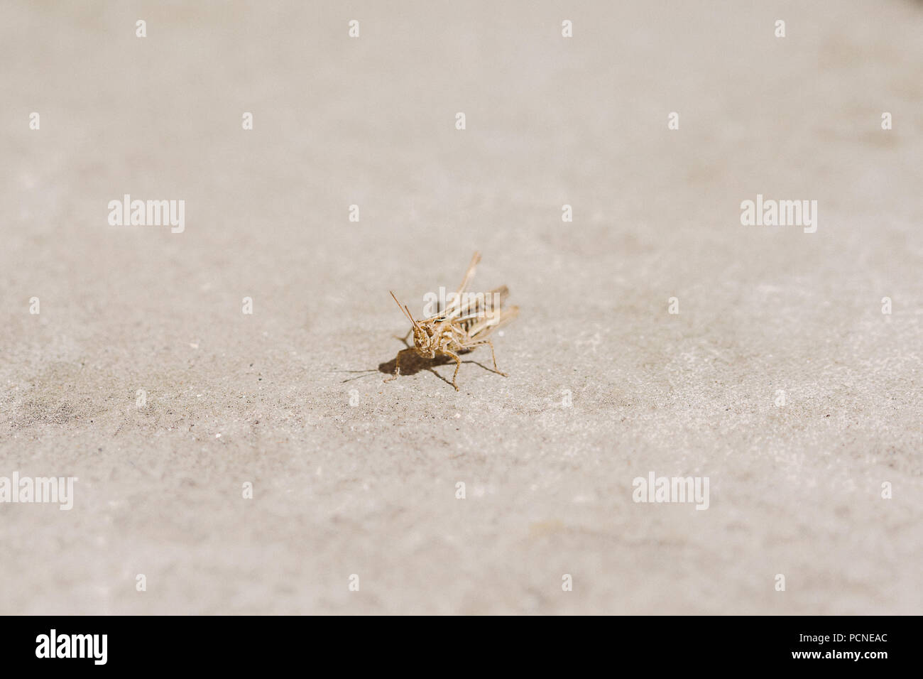 grasshopper on stone, summer 2018 Stock Photo