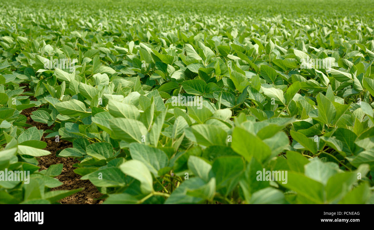 rows of young organic green soybeans plants Stock Photo Alamy