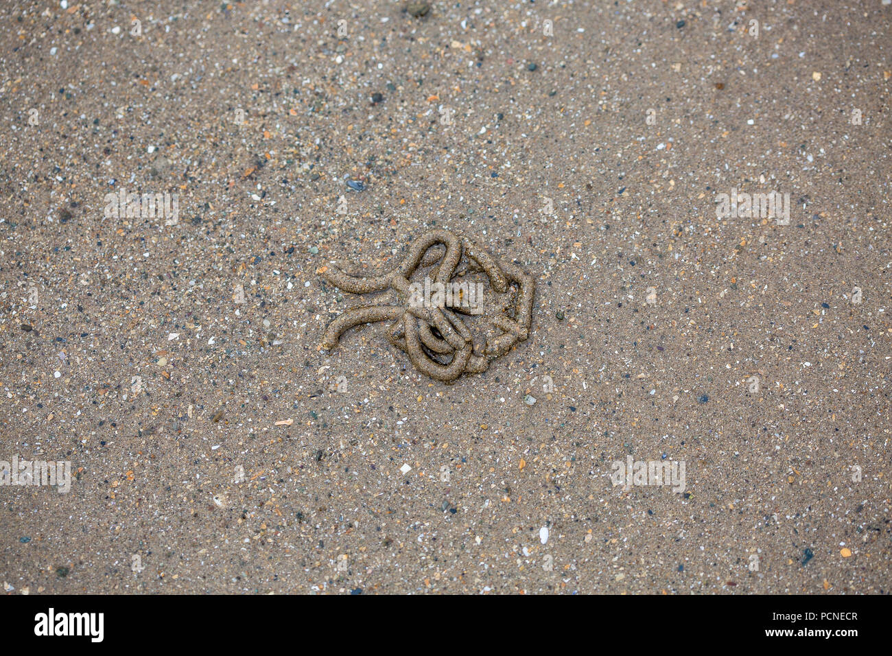 lugworm cast in sand on beach, Traeth Crydall in Rhosneigr, Anglesey, North Wales, UK Stock Photo