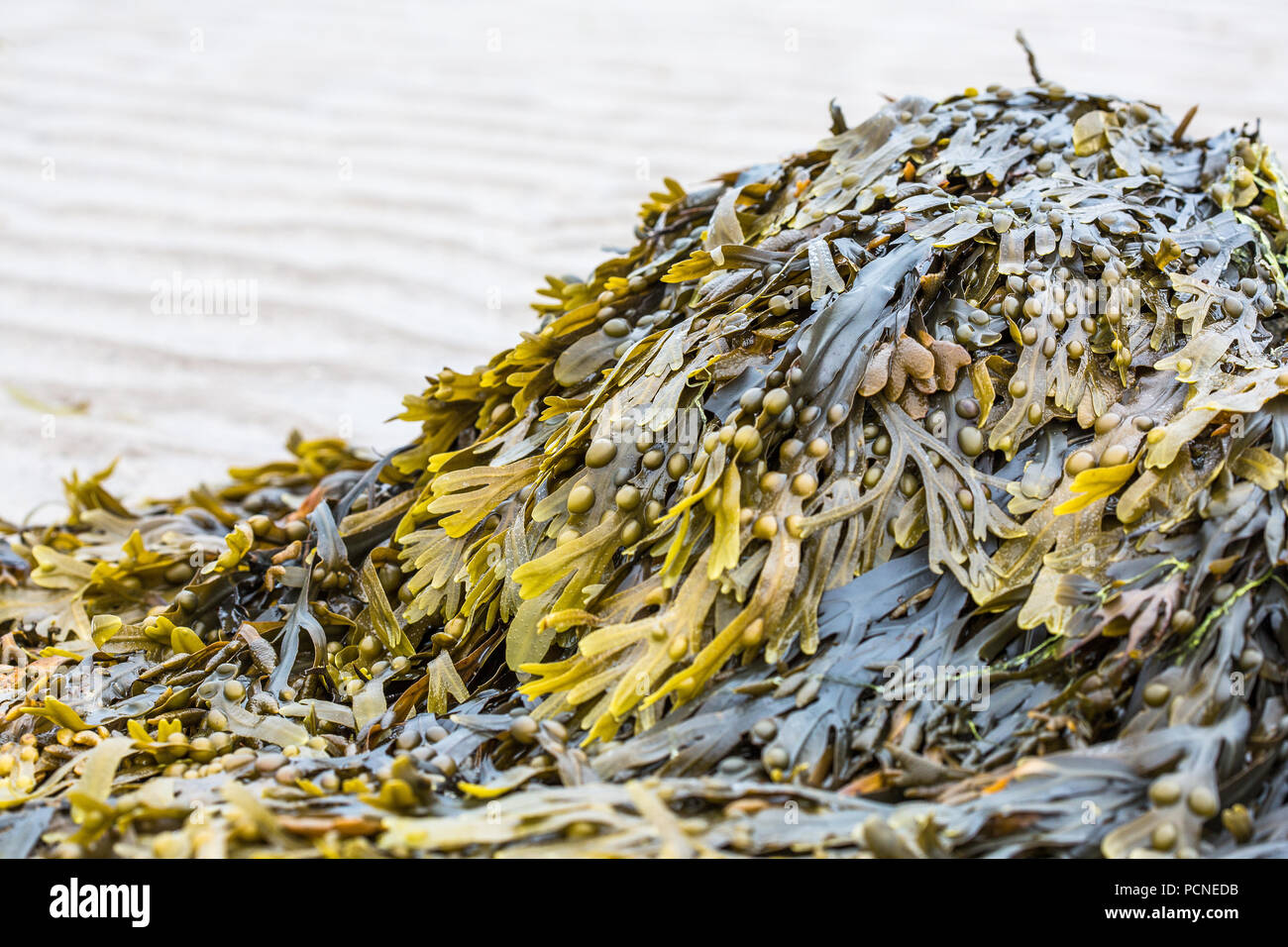 bladder wrack seaweed on Traeth Crydall, Rhosneigr, North Wales, UK
