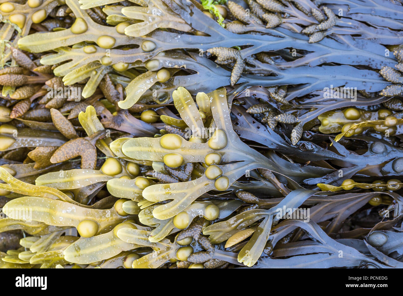 Aliginic Acid Hi res Stock Photography And Images Alamy aliginic-acid-hi-res-stock-photography-and-images-alamy