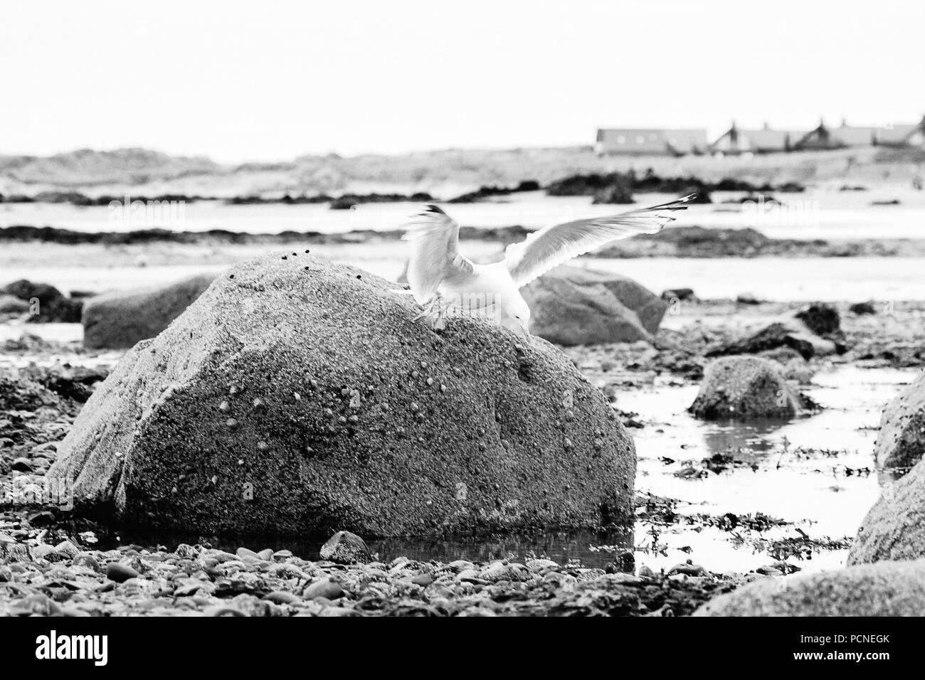 black and white of seagull flying off a rock on a beach at low tide, Rhosneigr, Anglesey, North Wales, UK Stock Photo
