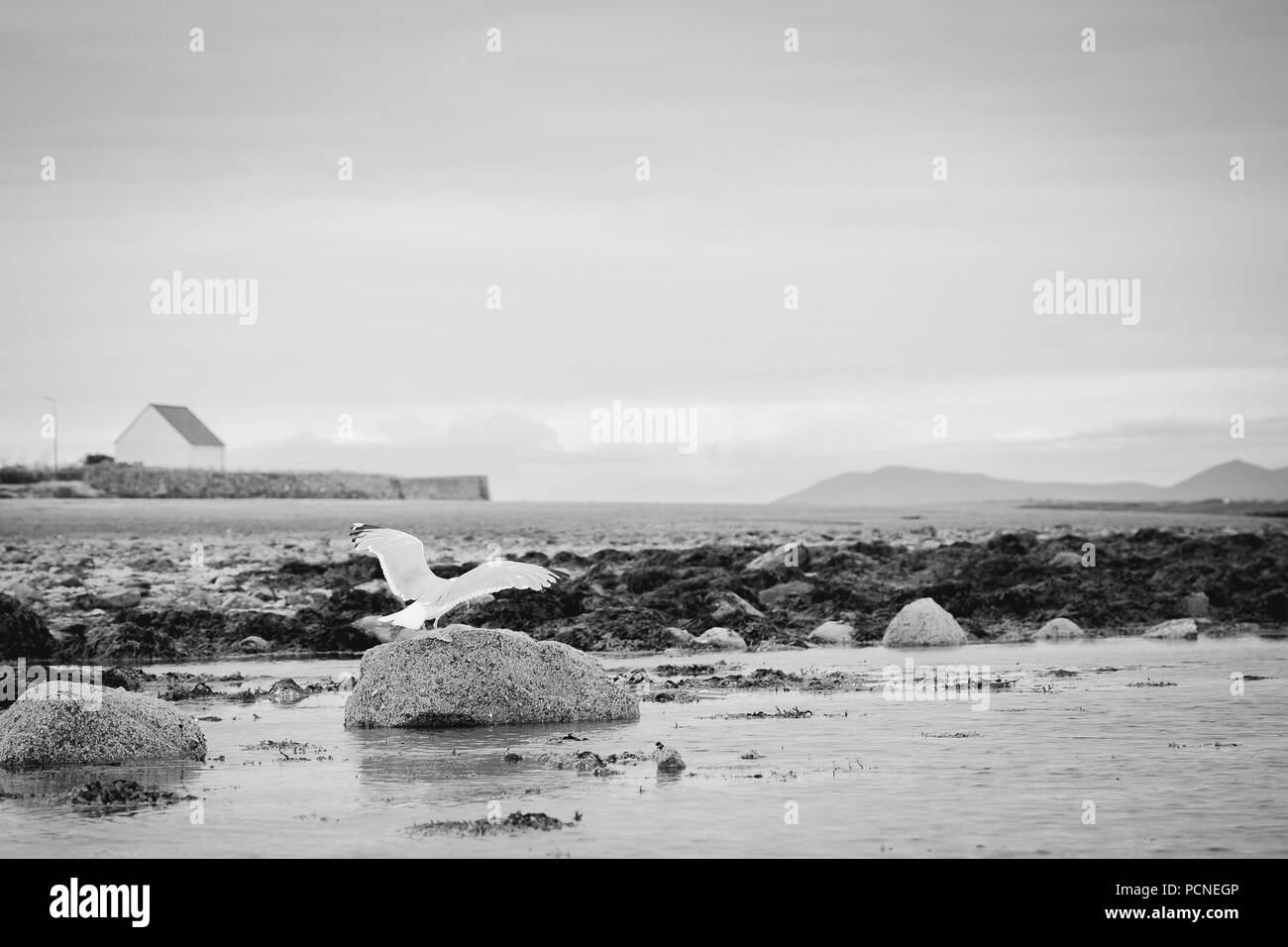 seagull flying from a rock on Rhosneigr beach Traeth Cridyll, North Wales, Anglesey, UK Stock Photo