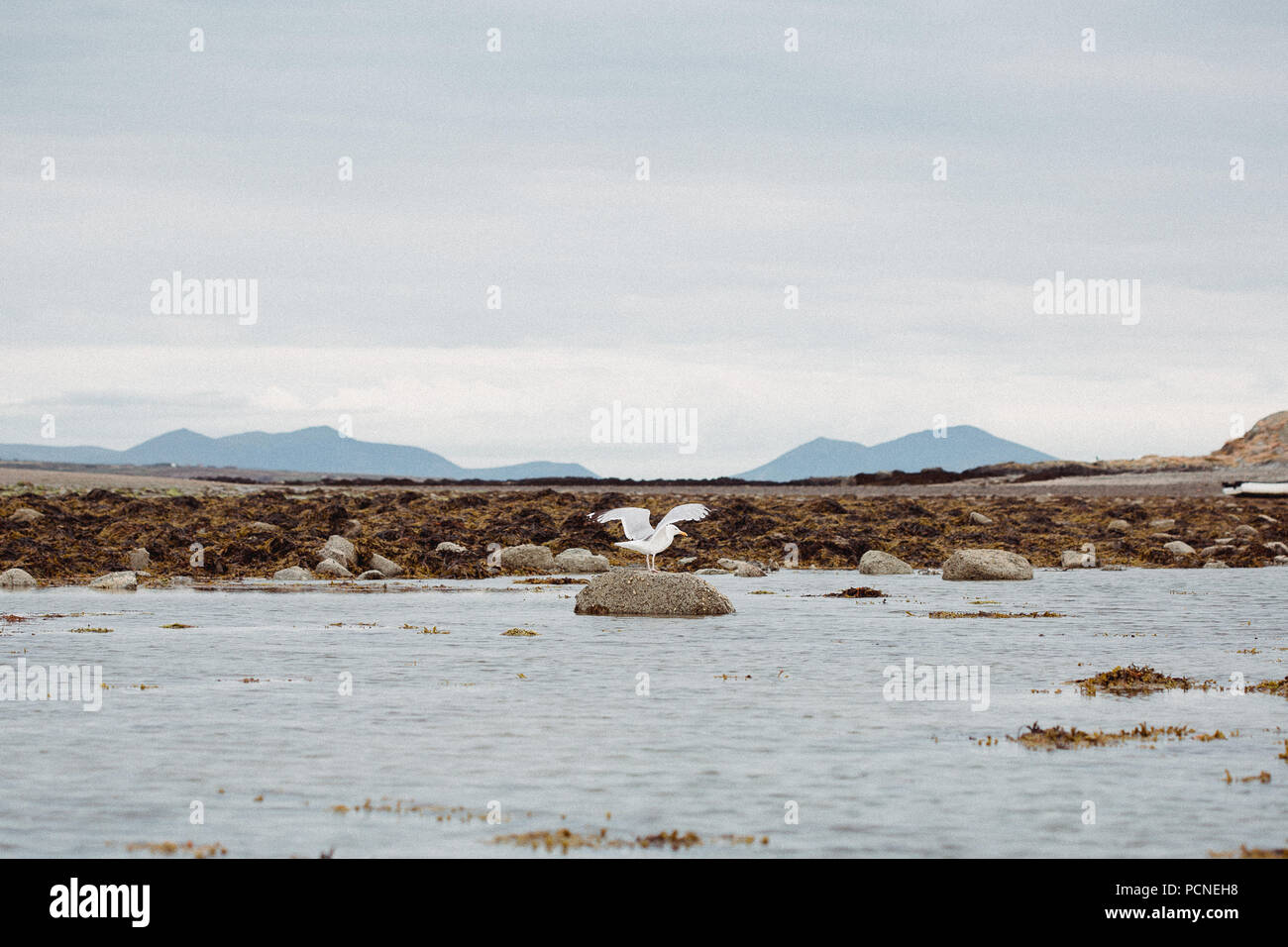 seagull flying from a rock on Rhosneigr beach Traeth Cridyll, North Wales, Anglesey, UK Stock Photo