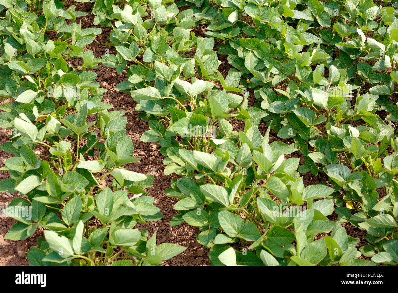 Rows young green soybeans hi-res stock photography and images - Alamy