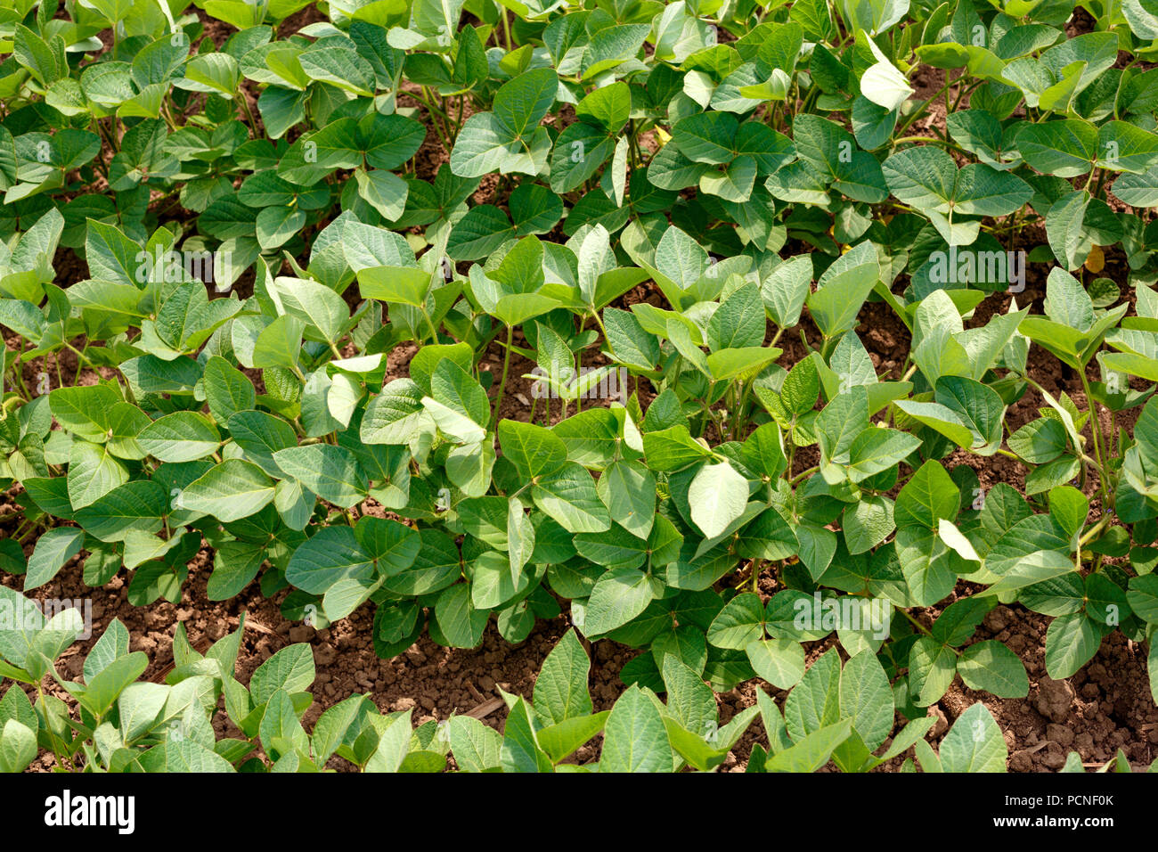 Rows young soybean plants hi-res stock photography and images - Alamy