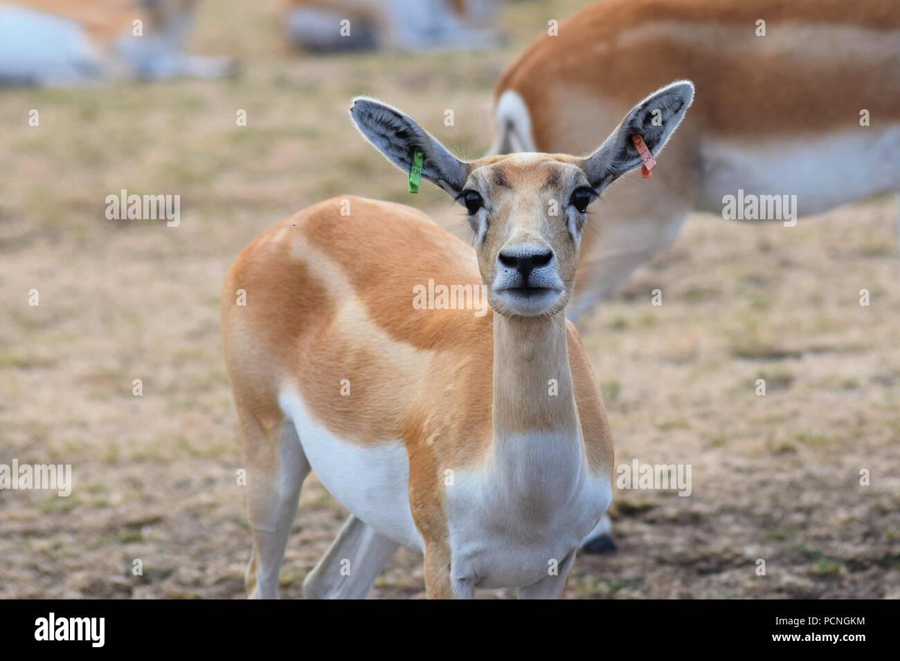Safari Park Animals Stock Photo