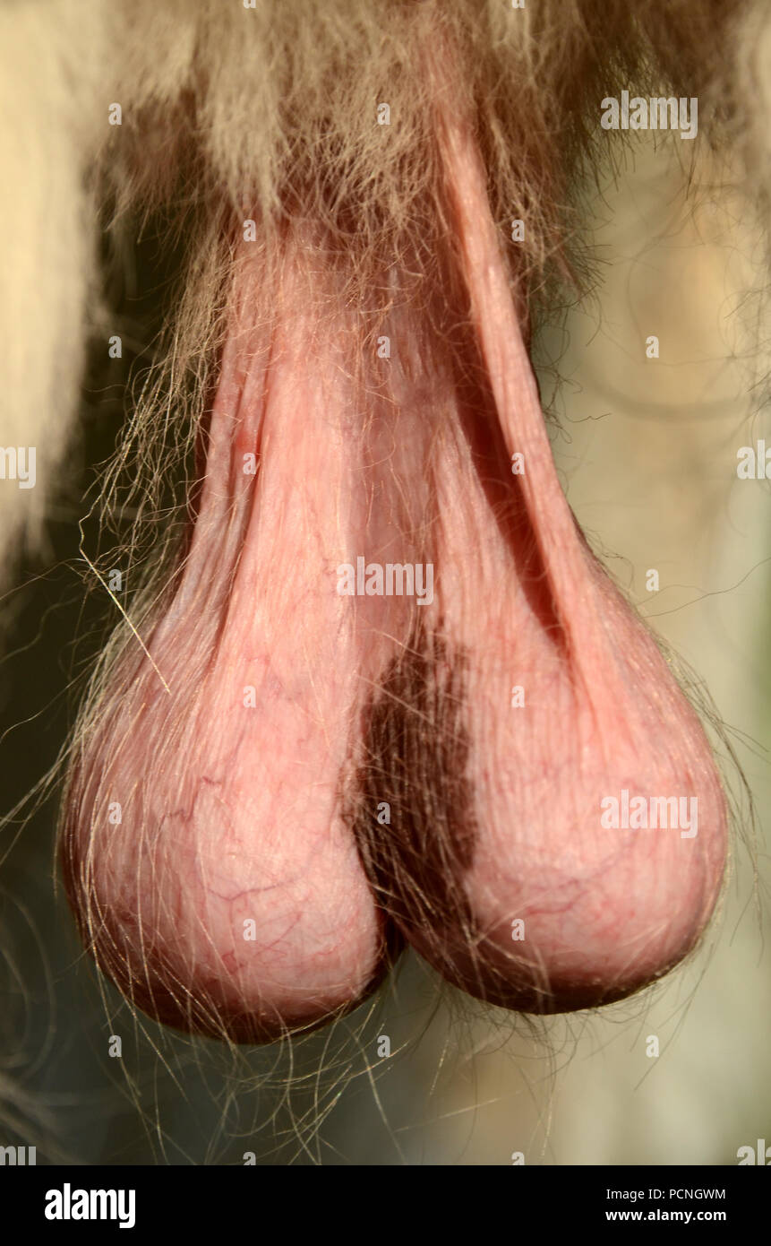 Testicles of male dog in warm weather. Stock Photo