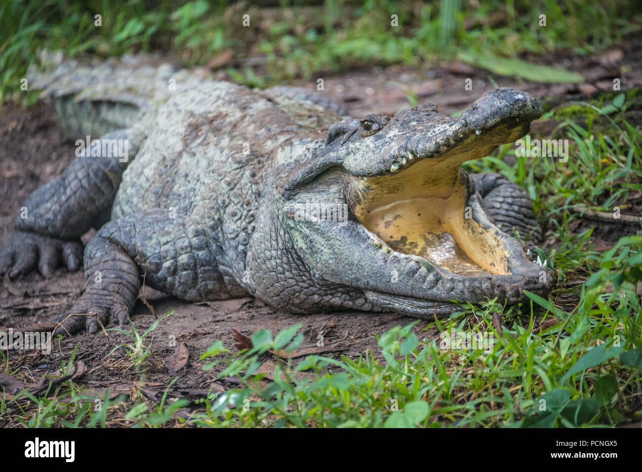 Siamese crocodile at St. Augustine Alligator Farm in St. Augustine, Florida. (USA) Stock Photo
