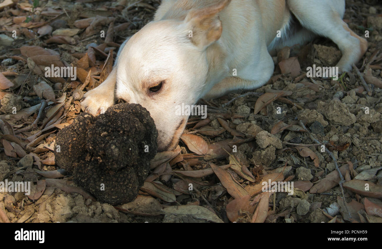 Truffles dog hires stock photography and images Alamy