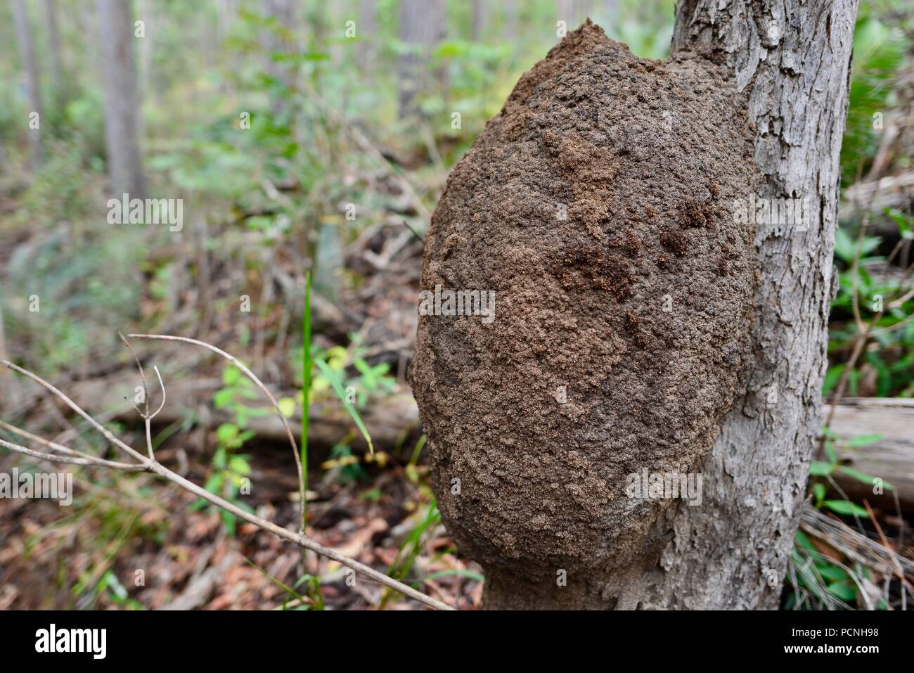 A termite colony on a tree, Cardwell, Queensland, Australia Stock Photo