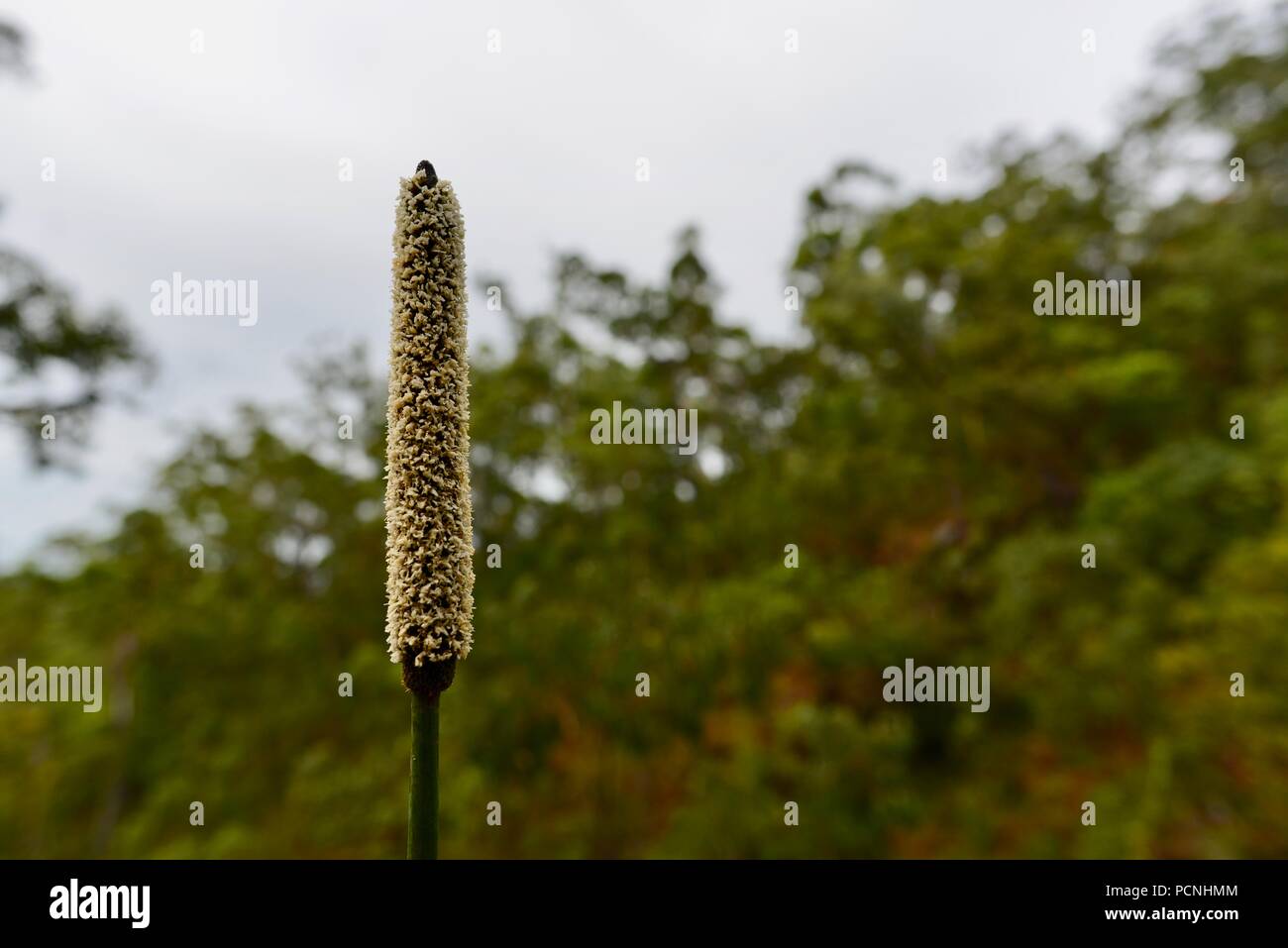 Grasstree flower growing in a dry sclerophyll forest, Cardwell