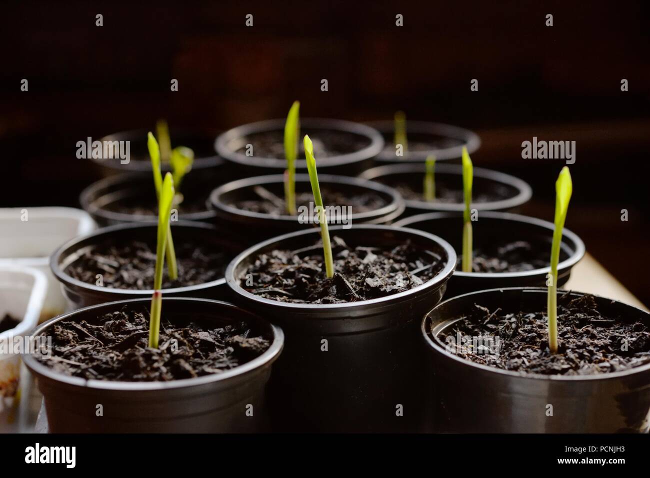 Sweetcorn 'Double Red' seedlings growing indoors in February, Wales, UK Stock Photo