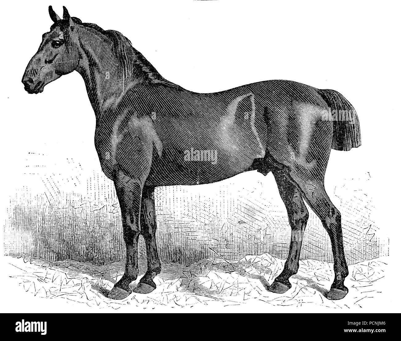 Horse breed, Anglonorman, digital improved reproduction of an historical image from the year 1885 Stock Photo