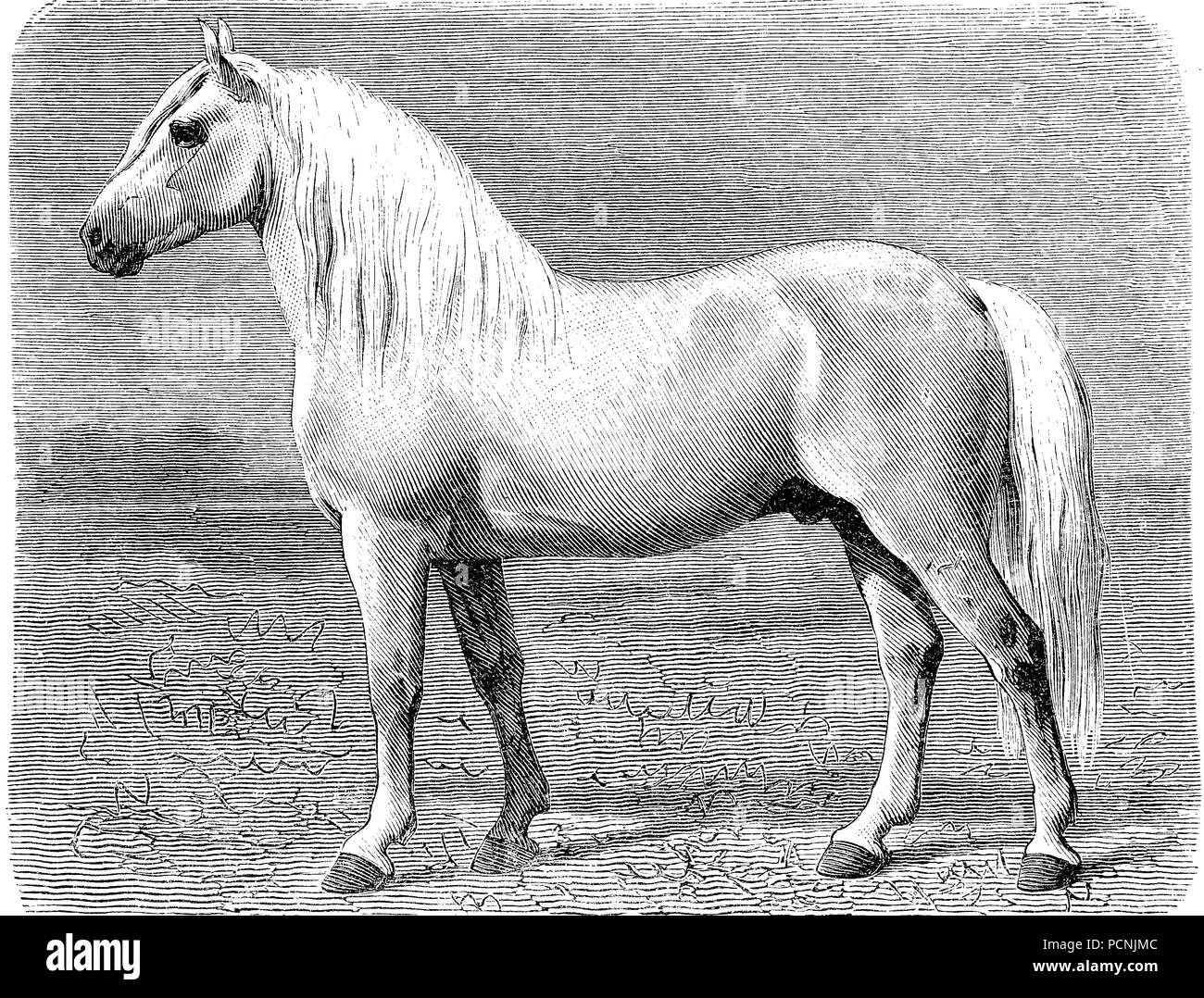 Horse breed, Percheron, digital improved reproduction of an historical image from the year 1885 Stock Photo