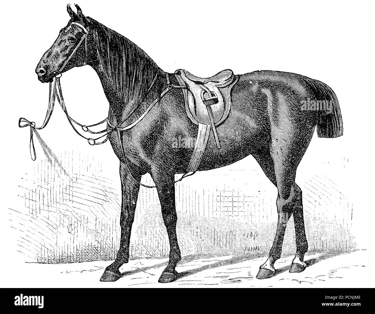 Horse breed, Yorkshire horse, digital improved reproduction of an historical image from the year 1885 Stock Photo