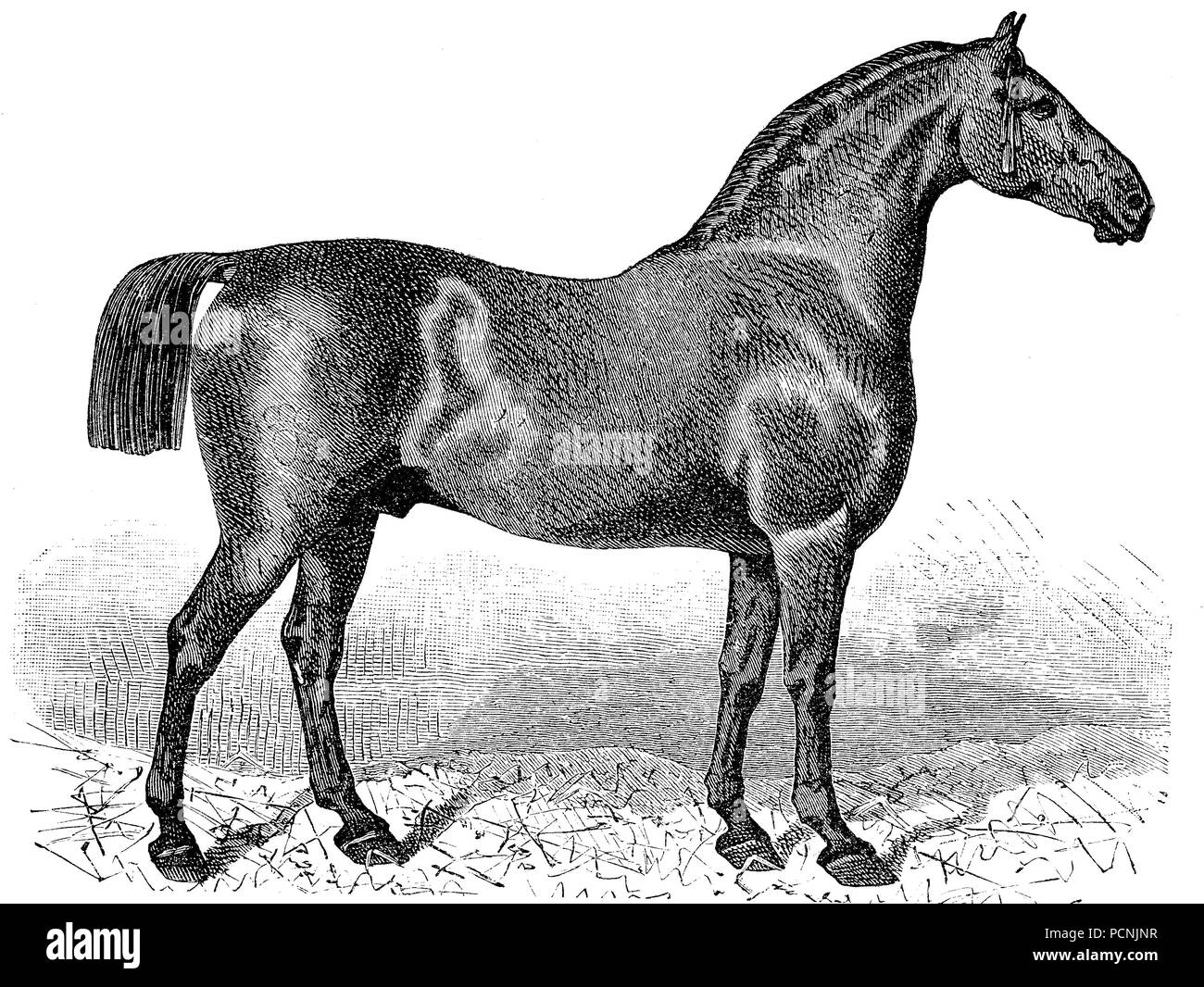 horse breed, Oldenburg horse,, digital improved reproduction of an historical image from the year 1885 Stock Photo