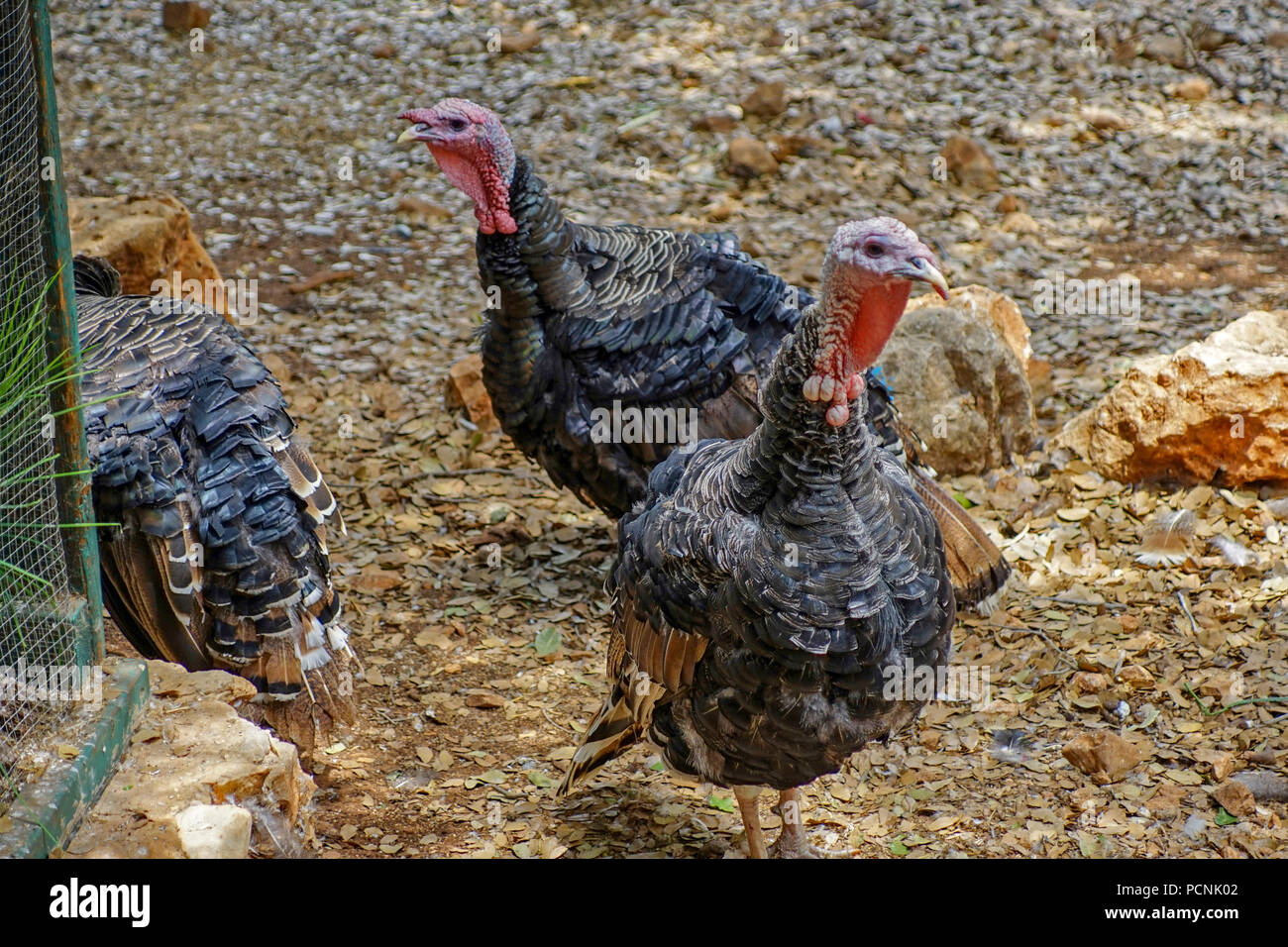 Free range Turkeys Stock Photo Alamy