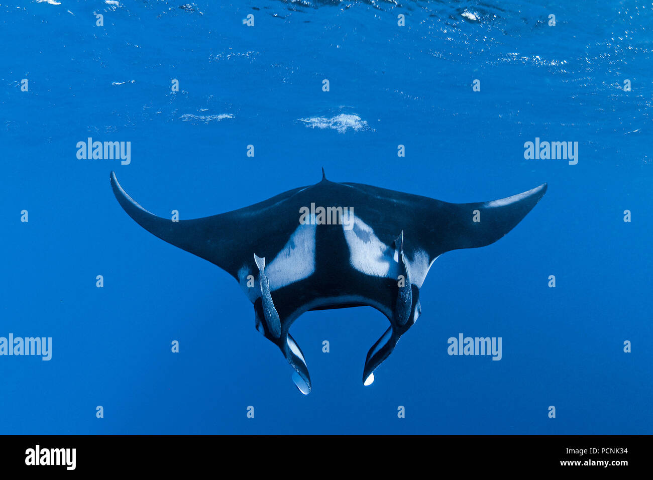 Giant oceanic manta ray (Manta birostris) with sharksucker (Echeneidae), San Benedicto Island, Revillagigedo-Inseln, Mexico Stock Photo