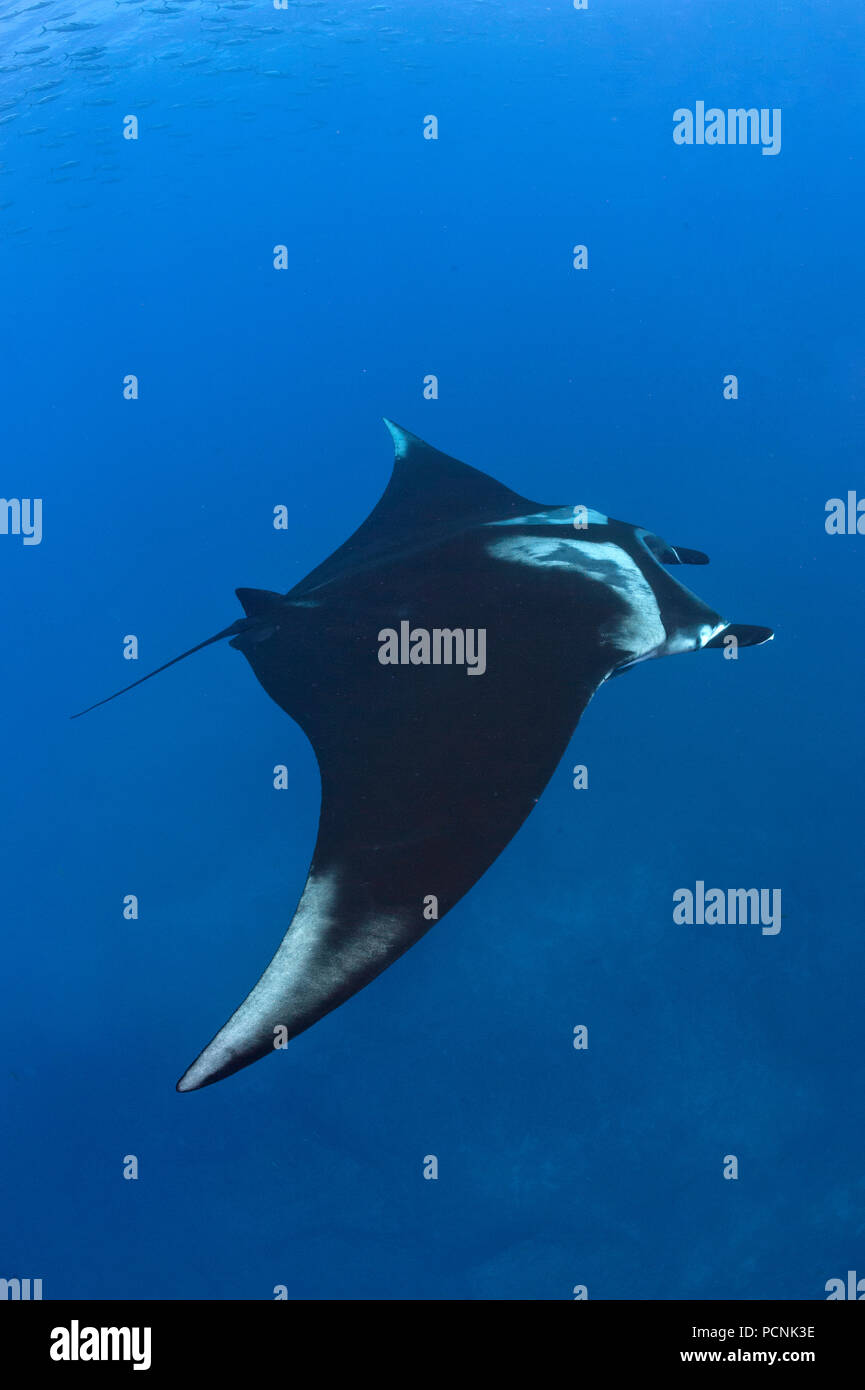 Giant oceanic manta ray (Manta birostris), San Benedicto Island, Revillagigedo-Inseln, Mexico Stock Photo