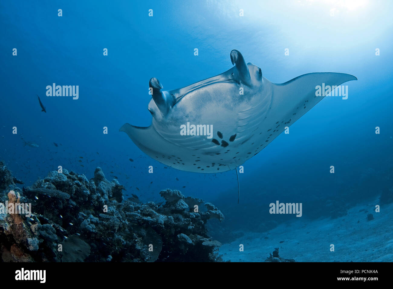 Riesenmanta oder Mantarochen (Manta birostris), Ari Atoll, Malediven | Giant Manta ray (Manta birostris), Ari Atoll, Maldive islands Stock Photo