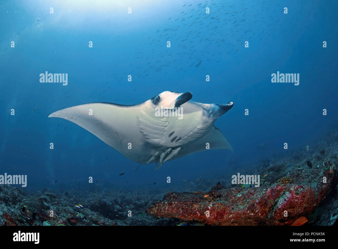 Giant oceanic manta ray (Manta birostris) with shark suckers (Remora remora), Yap, Micronesia Stock Photo