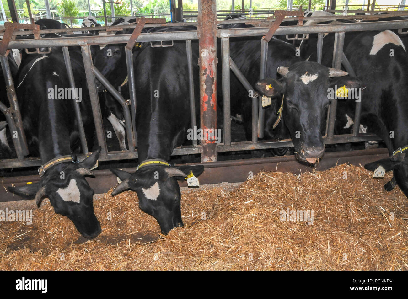 Israel dairy cowshed kibbutz hires stock photography and images Alamy