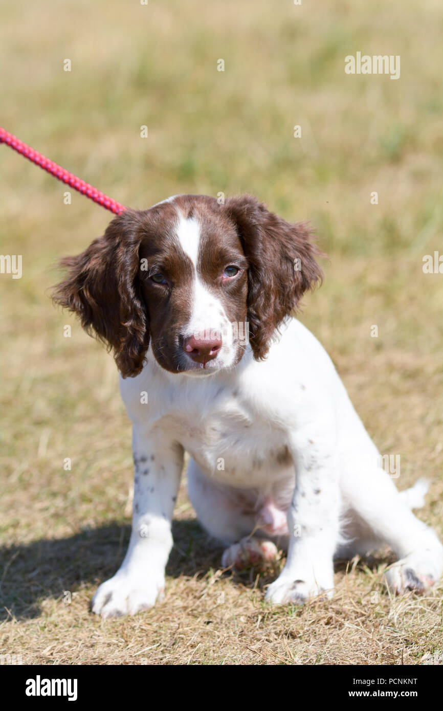 10 week old springer spaniel puppy