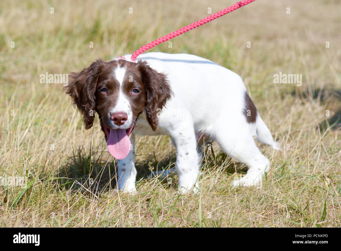 12 week old springer spaniel puppy