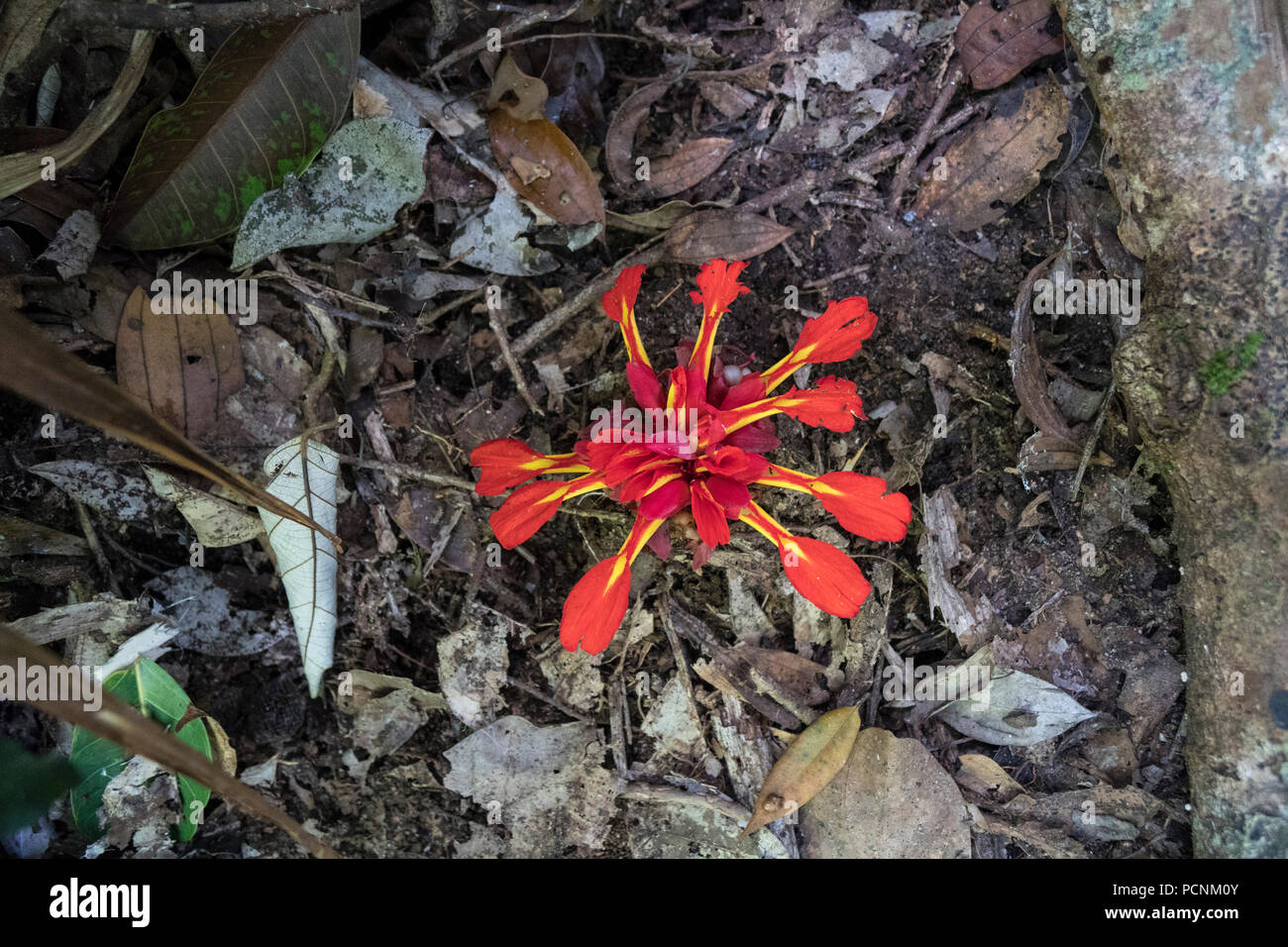 Wild ginger flower, etlingera occinea, found in a tropical in natural environment. Stock Photo