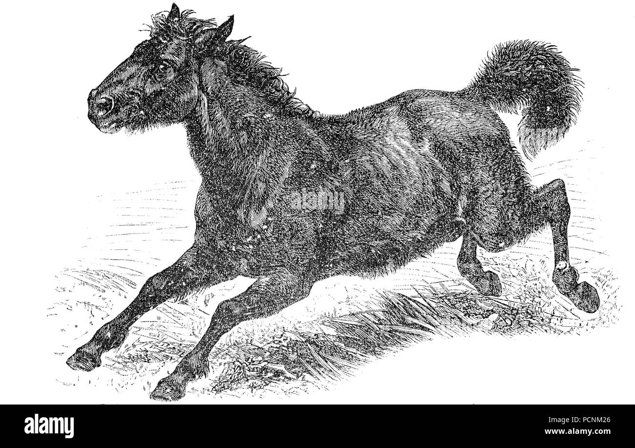 tarpan, Equus ferus ferus, also known as Eurasian wild horse, was a subspecies of wild horse, It is now extinct, digital improved reproduction of an historical image from the year 1885 Stock Photo