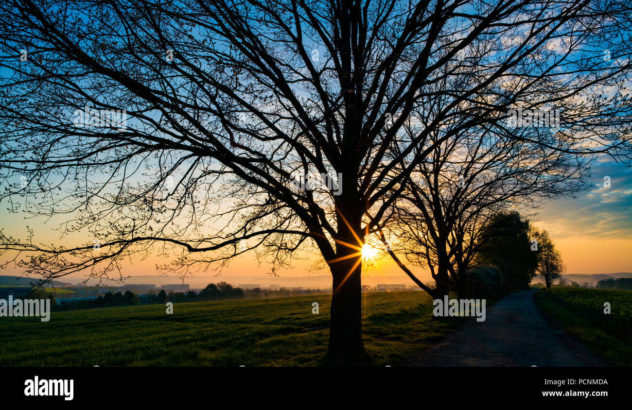 Beautiful Morning, tree silhouette on open field at sunset Stock Photo