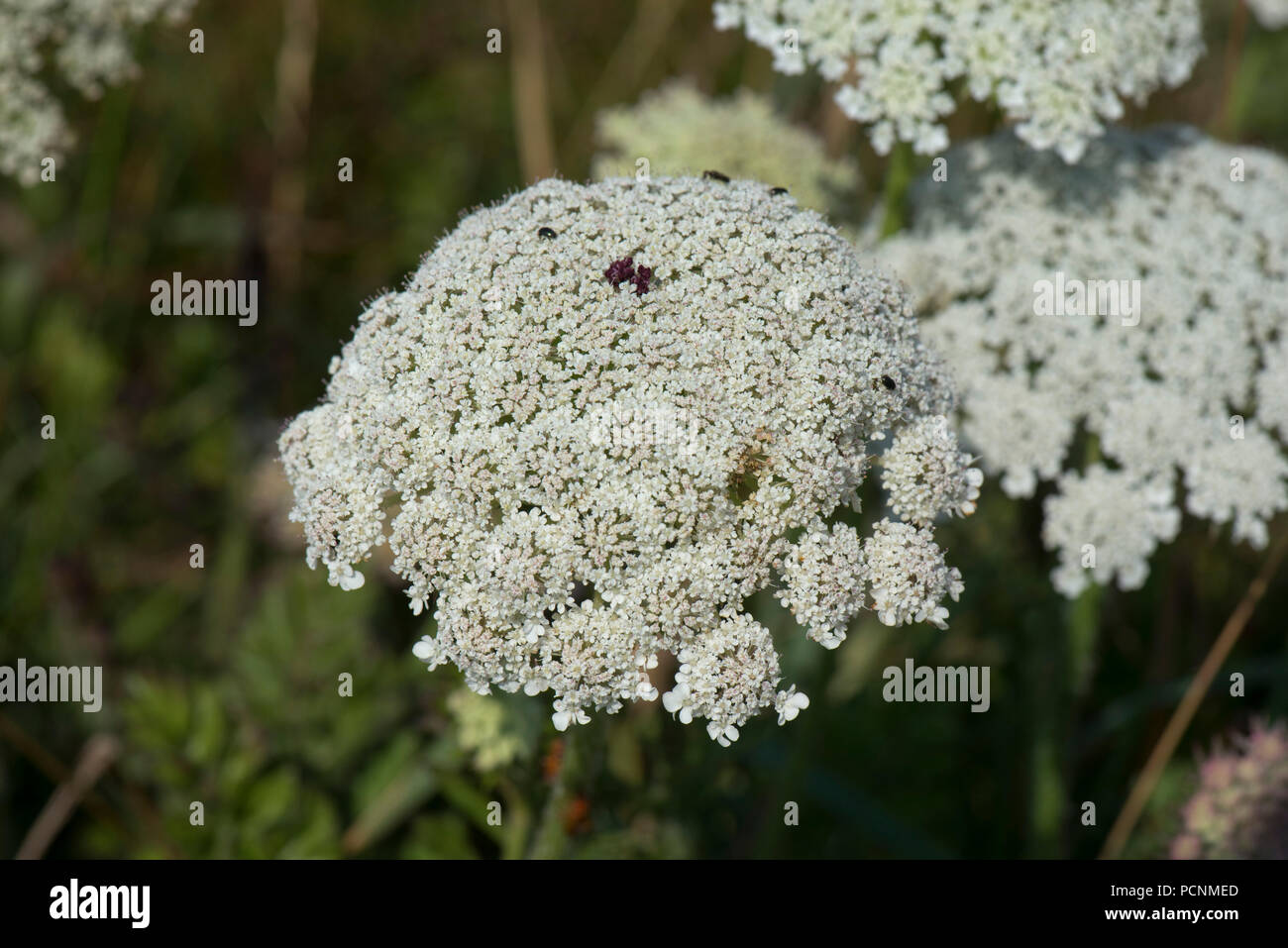 Wild sea carrot, Daucus carota subsp. gummifer, with red central floret flowering on cliffs in South Devon, July Stock Photo