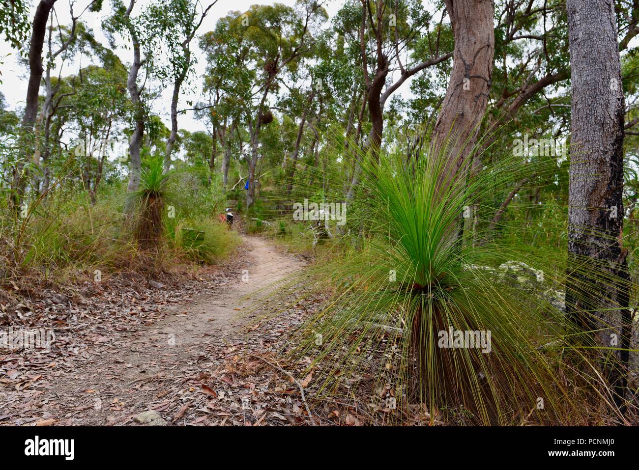 Grasstrees growing in a dry sclerophyll forest, Cardwell, Queensland, Australia Stock Photo