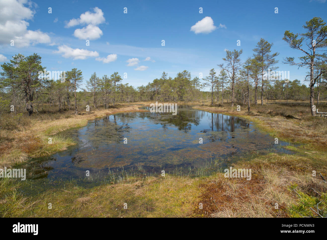 Viru bog, in the Lahemaa National Park, Estonia. A rare and protected area.  The ground is protected by broadwalks as the weight of a human could damag  Stock Photo - Alamy