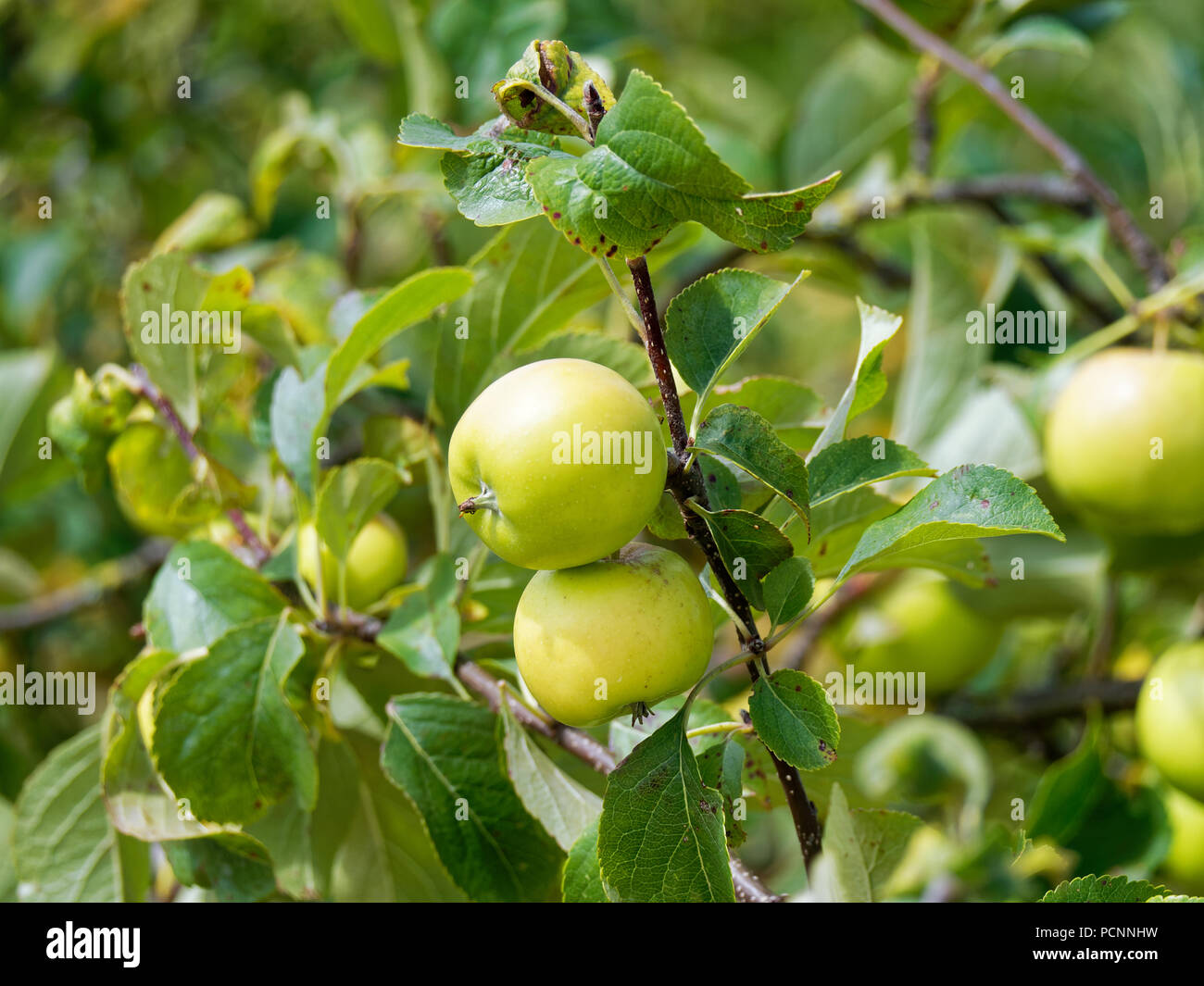 Apple Trees, RSPB Newport, UK Stock Photo