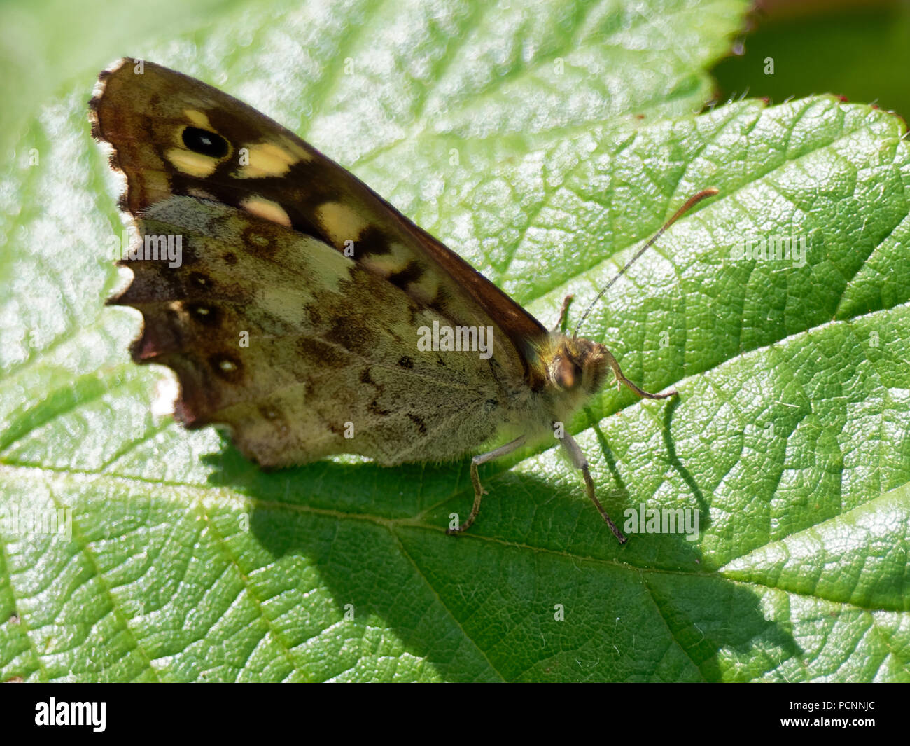 Chequered Skipper Butterfly, RSPB, Newport, UK Stock Photo