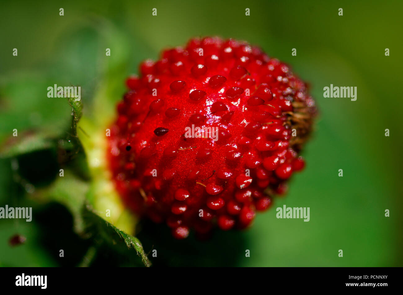 False wood strawberry Duchesnea indica Fausse fraise des bois Famille des roses Stock Photo